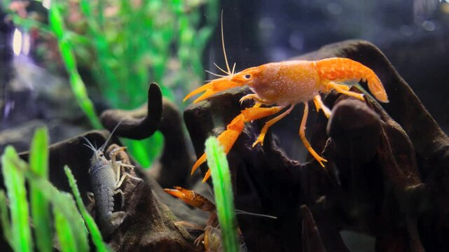 Crayfish or shrimp underwater. The underwater world in the aquarium