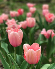 pink tulips in the garden