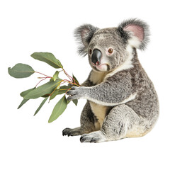 Fototapeta premium Cute Koala Clutching a Leaf