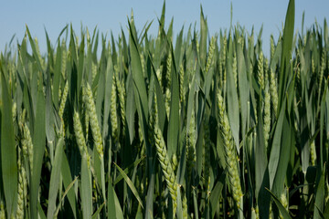 Fototapeta premium Green wheat field blue sky