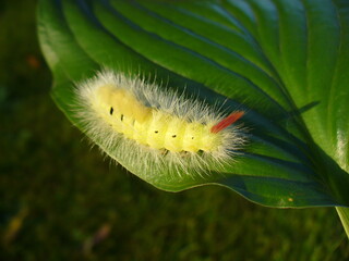 Yellow form hairy caterpillar of moth Pale tussock, Calliteara pudibunda on green leaf in summer season - close-up. Topics: fauna, insect, season, macro, nature, garden, natural environment