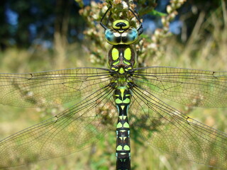 Colorful dragonfly Blue emperor, Anax imperator sitting on branch of field plant among grasses on hot summer day - close-up. Topics: fauna, insect, season, macro, nature, meadow, natural environment