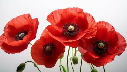 Obraz premium red poppies isolated on white