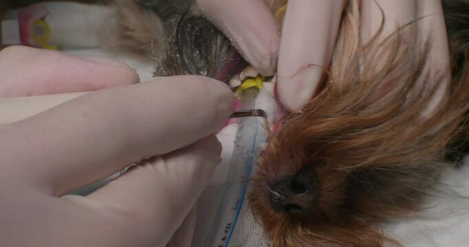 A veterinarian cleans the teeth of an intubated dog under anesthesia from tartar. A veterinary dentist removes tartar with an ultrasound device in a veterinary clinic.