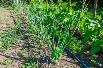 Vegetable garden with rows of green onions in the foreground and leafy greens in the background. The drip irrigation system emphasizes efficient agriculture and sustainable gardening practices