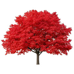 Fototapeta premium Vibrant Red Tree in Autumn Foliage