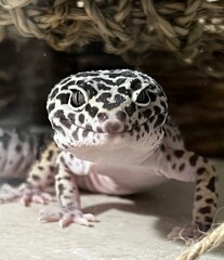 Leopard Gecko