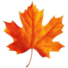 Naklejka premium Vibrant Orange Leaf in Autumn Colors
