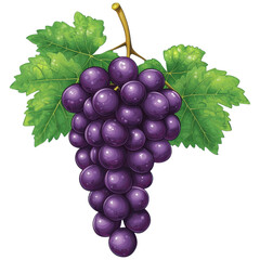 Fototapeta premium Fresh Bunch of Purple Grapes with Green Leaves
