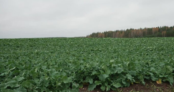 Agricultural field of fodder beets. A wide shot of a flowering field of fodder beets in a rural area, slowly panning from left to right to show the vibrant green plants under a cloudy sky.