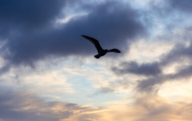 Majestic Sunrise Over Victoria With Bird in Flight
