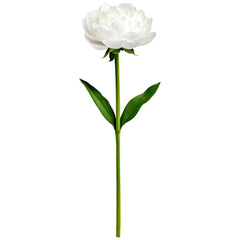 Elegant White Flower with Green Stem and Leaves