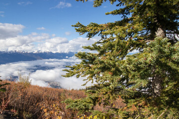 Obraz premium pine tree in the mountains