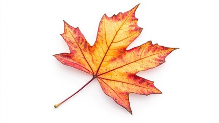 Obraz premium A single, vibrant red and orange maple leaf isolated on a white background.