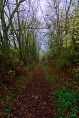 Fog outside the city on a cloudy autumn day in Bavaria.