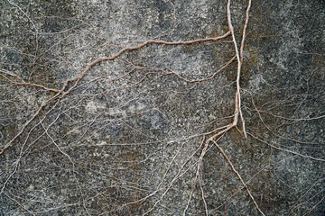 Tree roots creeping up the cement wall