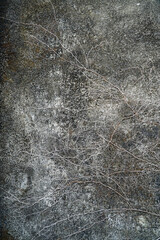 Tree roots creeping up the cement wall