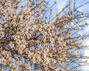 Almond blossom on the tree, winter flowers in the nature ambient, beautiful cherry blossom flowers, Cottagecore flowers photography, wedding backgrounds. Closeup flowers tree, perfect for card writing
