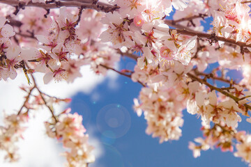 Almond blossom on the tree, winter flowers in the nature ambient, beautiful cherry blossom flowers,...