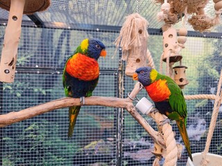 Beautifully colored rainbow loris birds sit next to each other in their large cage with tropical...