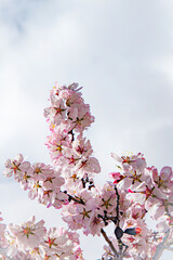 Almond blossom on the tree, winter flowers in the nature ambient, beautiful cherry blossom flowers, Cottagecore flowers photography, wedding backgrounds. Closeup flowers tree, perfect for card writing
