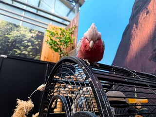 Beautiful pink colored cockatoo sits freely on its cage in a pet shop