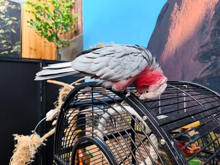 Beautiful pink colored cockatoo sits freely on its cage in a pet shop