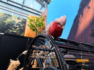 Beautiful pink colored cockatoo sits freely on its cage in a pet shop