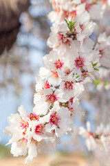 almond blossom on the tree, winter flowers in the nature ambient, beautiful cherry blossom flowers, Cottagecore flowers photography, wedding backgrounds. Closeup flowers tree, perfect for card writing