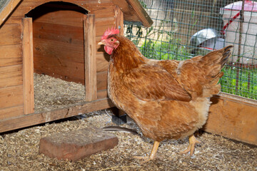 Close up brown hen Gallus domesticus in cozy chicken coop with outdoor enclosure