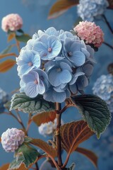 Stunning Blue Hydrangea Blooms with Soft Pastel Pink Accents, Creating a Lovely Display