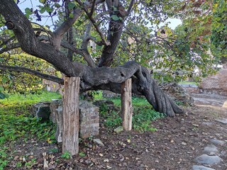 Ancient tree supported by poles