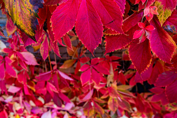 Bouquet wild flowers. Cottagecore wild flowers photography, wild flowers wedding backgrounds. Closeup roses in the garden, isolated natural painting, perfect for card writing invitation