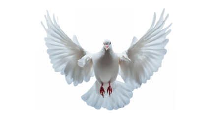 white dove, wings spread, flying, front view, red feet, white background, majestic, peaceful, angelic, detailed feathers, graceful pose, symbol of peace, photorealistic, studio lighting, high contrast