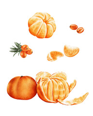 Hand-painted digital watercolor illustration featuring fresh mandarins and sea buckthorn berries. This artwork is perfect for creating patterns, kitchen decor, recipe illustrations.