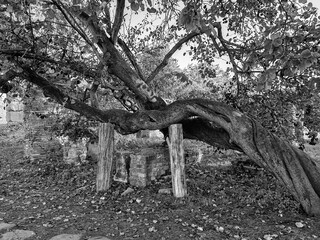 Ancient tree supported by poles