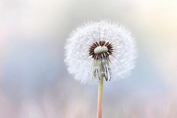 Dandelion Puff: A Delicate Moment in Nature's Beauty