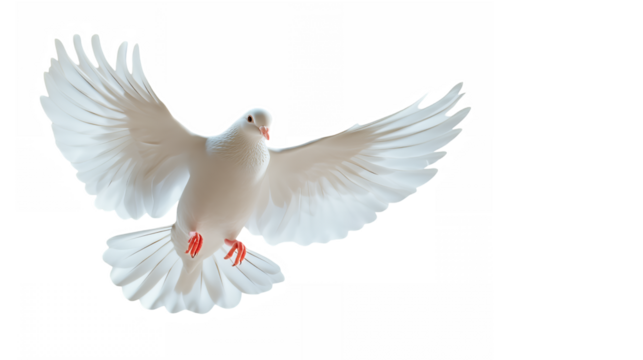 white dove in flight, wings fully spread, graceful pose, soft feathers, peaceful expression, ethereal lighting, heavenly glow, pale blue background, symbol of peace, spiritual imagery