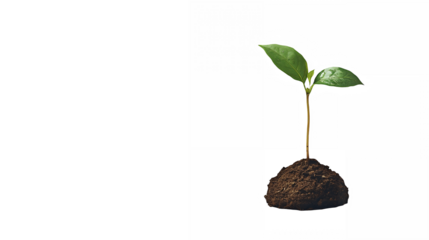 New life sprouts from the earth as a young seedling grows into a tree