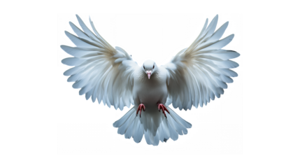 White dove, wings spread wide, flying directly towards viewer, detailed feathers, soft lighting, ethereal, symbolic peace, spiritual, against white background, photorealistic, high-resolution