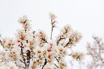 almond blossom on the tree, winter flowers in the nature ambient, beautiful cherry blossom flowers, Cottagecore flowers photography, wedding backgrounds. Closeup flowers tree, perfect for card writing