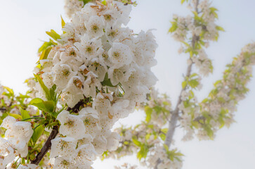 almond blossom on the tree, winter flowers in the nature ambient, beautiful cherry blossom flowers, Cottagecore flowers photography, wedding backgrounds. Closeup flowers tree, perfect for card writing