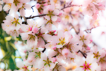 almond blossom on the tree, winter flowers in the nature ambient, beautiful cherry blossom flowers, Cottagecore flowers photography, wedding backgrounds. Closeup flowers tree, perfect for card writing