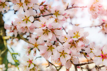 Fototapeta premium almond blossom on the tree, winter flowers in the nature ambient, beautiful cherry blossom flowers, Cottagecore flowers photography, wedding backgrounds. Closeup flowers tree, perfect for card writing