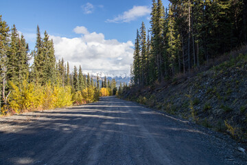 Obraz premium road in the forest