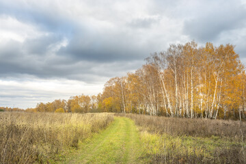 Obraz premium A field of grass with a path through it and trees in the background