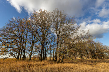 A field of trees with a blue sky in the background