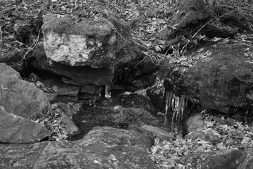 Sentier Père Buteux 15 Novembre 2024 - N&B