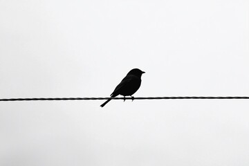 A Silhouetted Bird on a Wire Against a Cloudy Sky