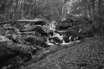 Sentier Père Buteux 15 Novembre 2024 - N&B